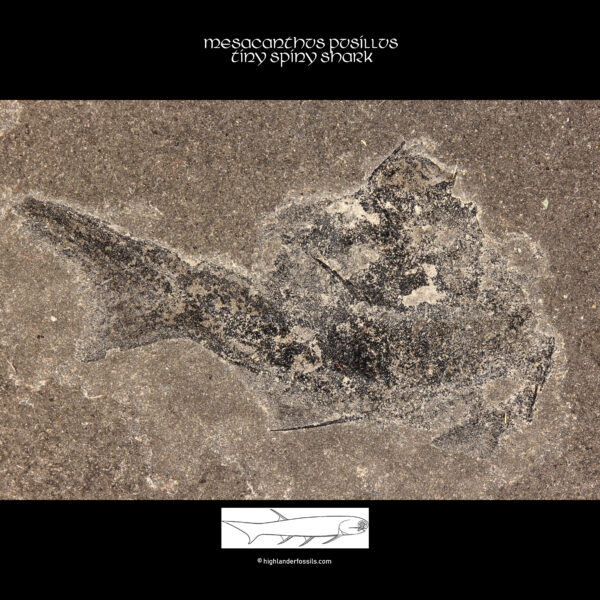 intact shark fossil mesacanthus pusillus