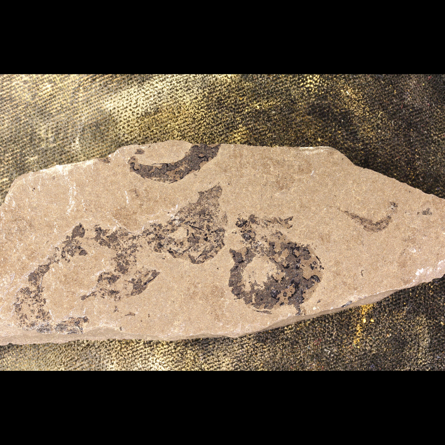 mesacanthus pusillus multi shark fossil