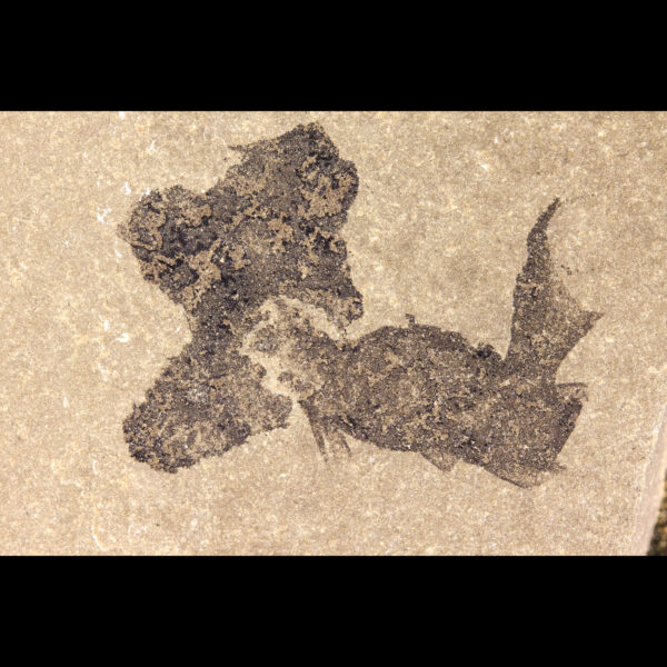 mesacanthus pusillus buy fossil