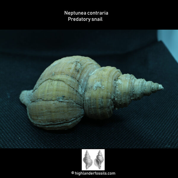 Neptunea contraria Fossil Whelk Buccinidae Gastropod Belgium