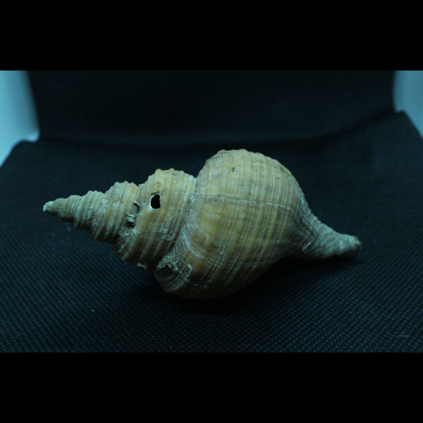 neptunea contraria fossil snail