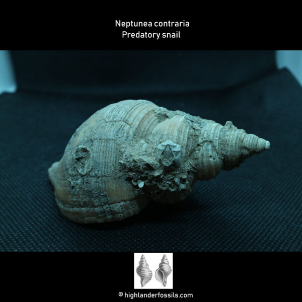 Neptunea contraria Fossil Whelk Buccinidae Gastropod Belgium