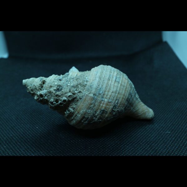 neptunea contraria fossil Buccinidae