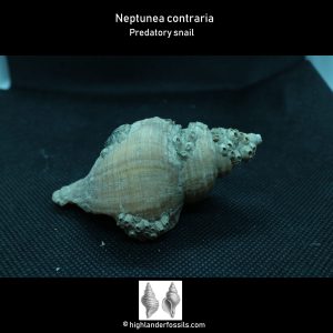 Neptunea contraria Fossil Whelk Buccinidae Gastropod Belgium