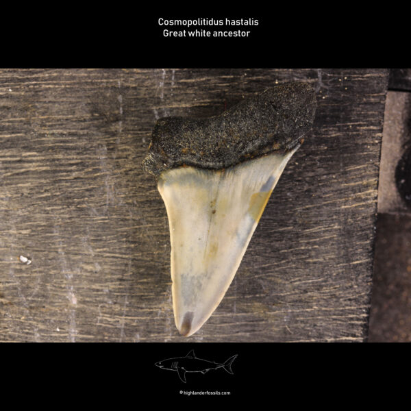 shark teeth belgian hastalis