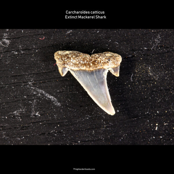 Carcharoïdes catticus shark teeth 1