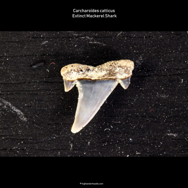 Carcharoïdes catticus shark teeth