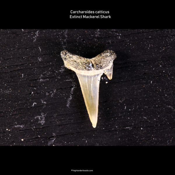Carcharoïdes catticus shark tooth