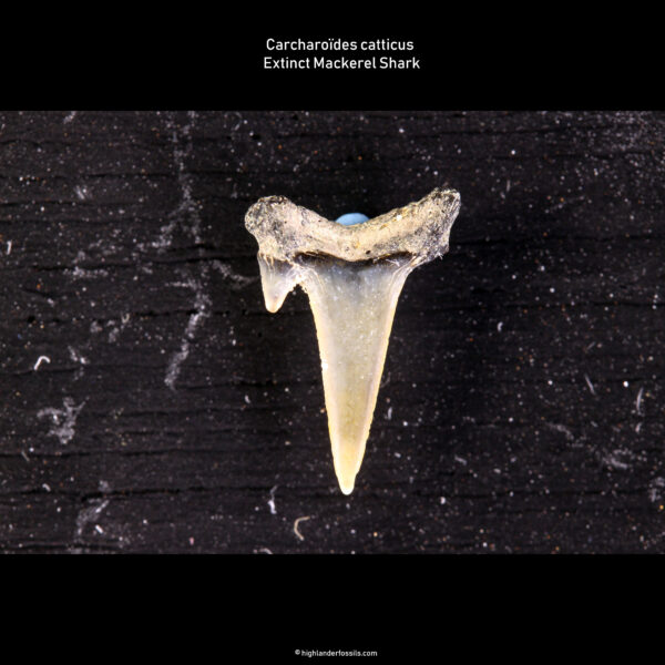 Carcharoïdes catticus shark tooth