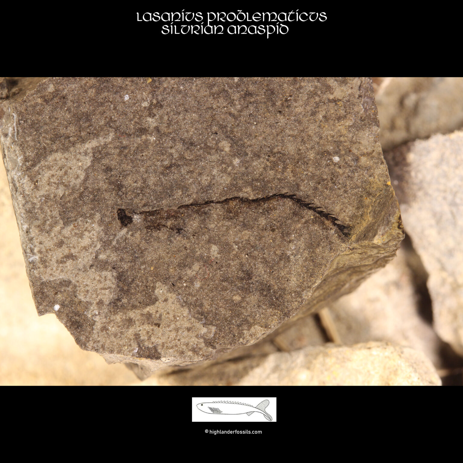 Fossil Anaspid lasanius