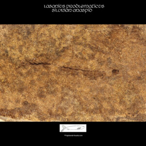 Fossil lasanius