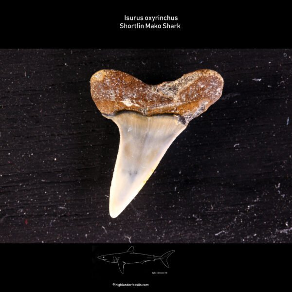Isurus oxyrinchus shark teeth