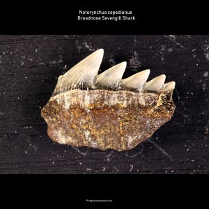 Notorynchus cepedianus shark tooth