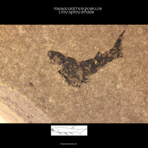 Scottish devonian acanthodian mesacanthus pusillus fossil