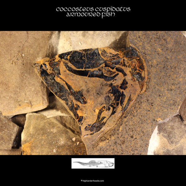 fossil present coccosteus 1