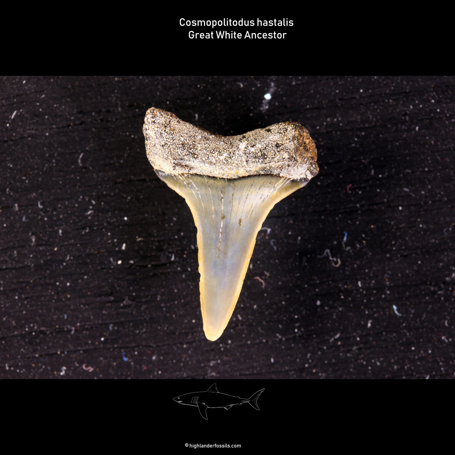Hastalis teeth belgium shark
