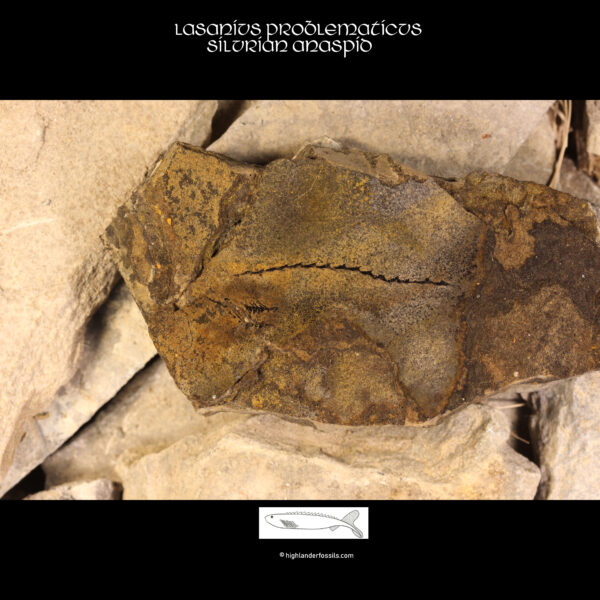 lasanius problematicus fossil