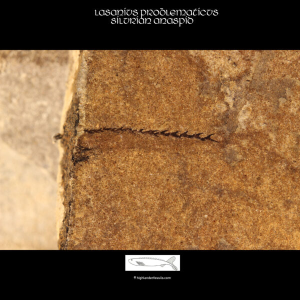 lasanius problematicus fossil for sale