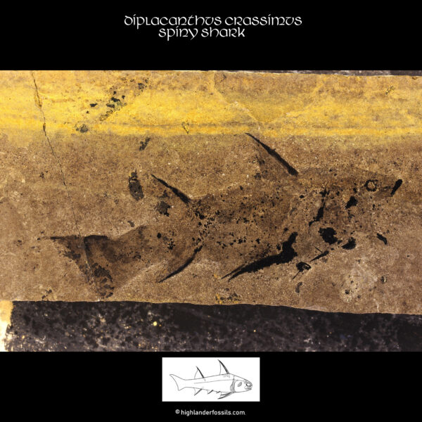 Diplacanthus-crassisimus-acanthodian-spiny-shark 2