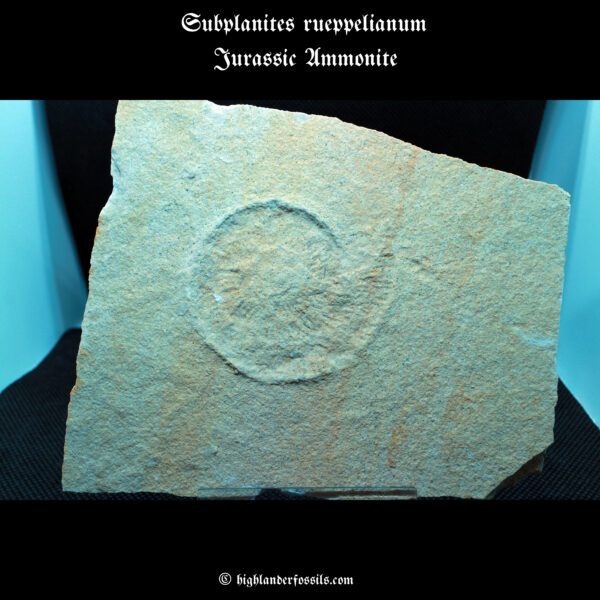Subplanites rueppelianum Jurassic Ammonite