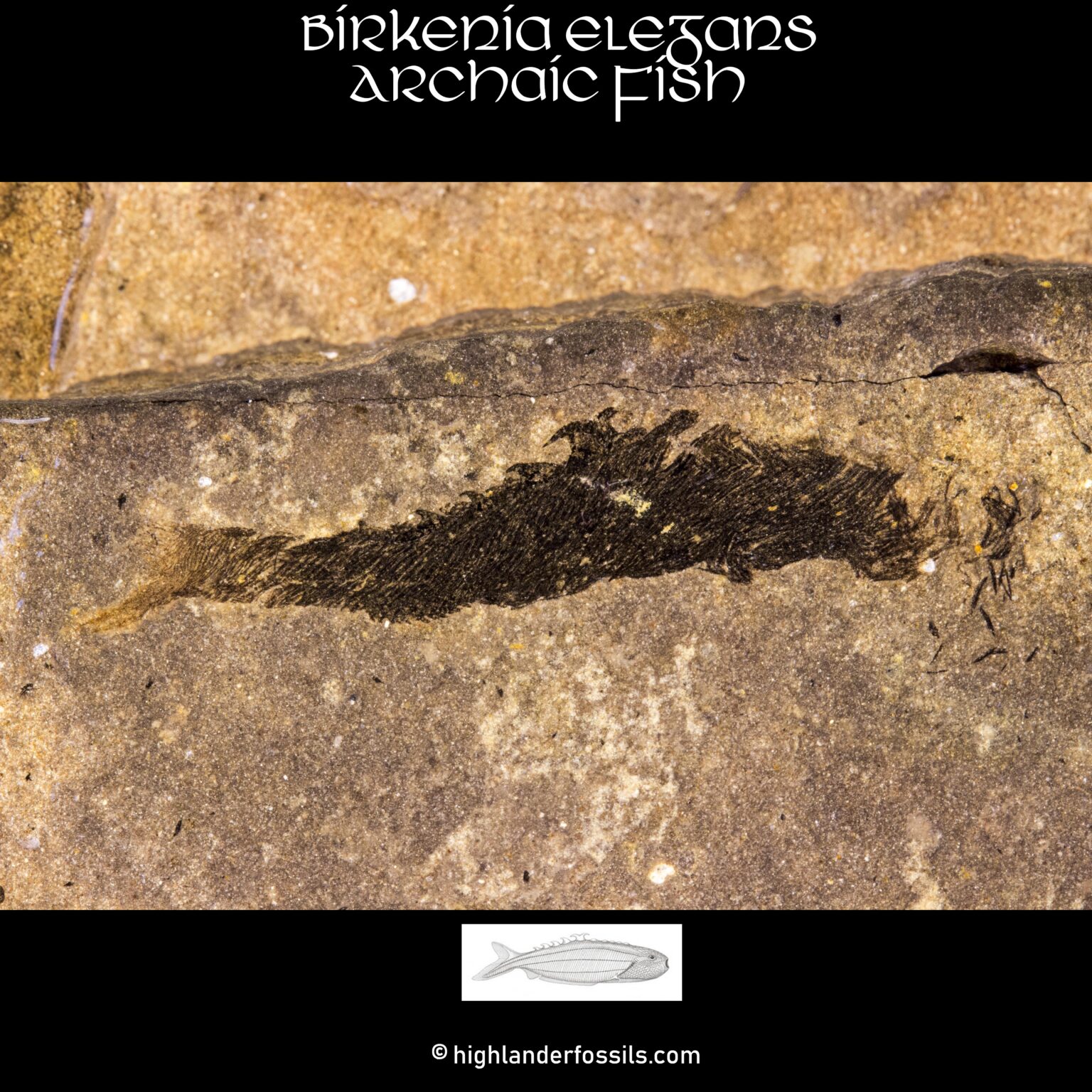 birkenia elegans for sale