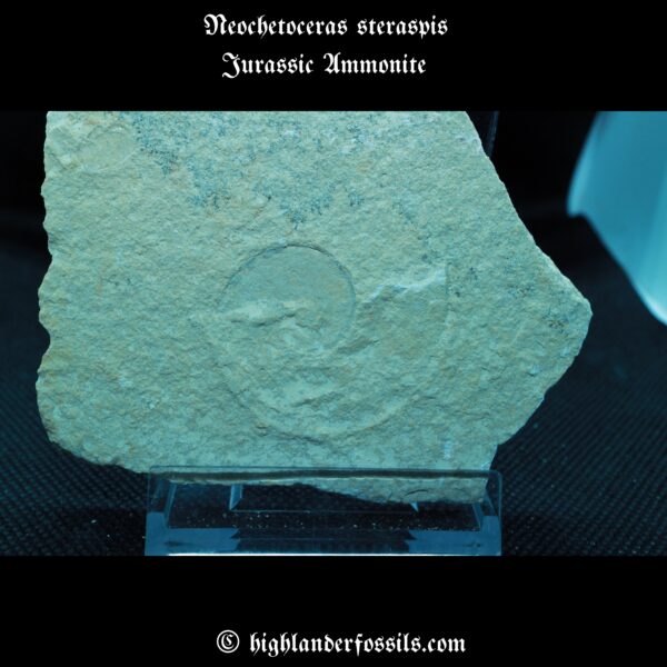 Neochetoceras steraspis jurassic ammonite fossil 1