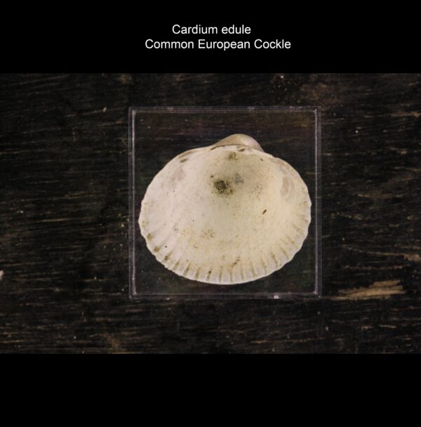 Cardium edule