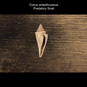 Conus antediluvianus