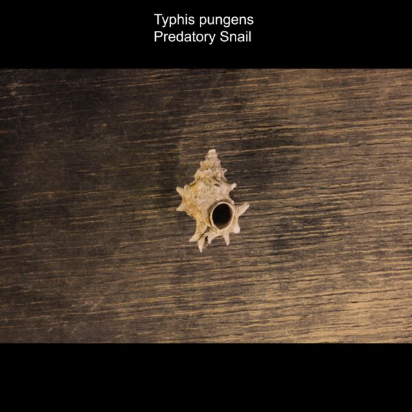 Typhis pungens