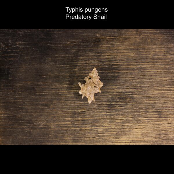 Typhis pungens