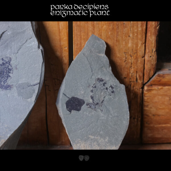 Parka decipiens enigmatic fossil