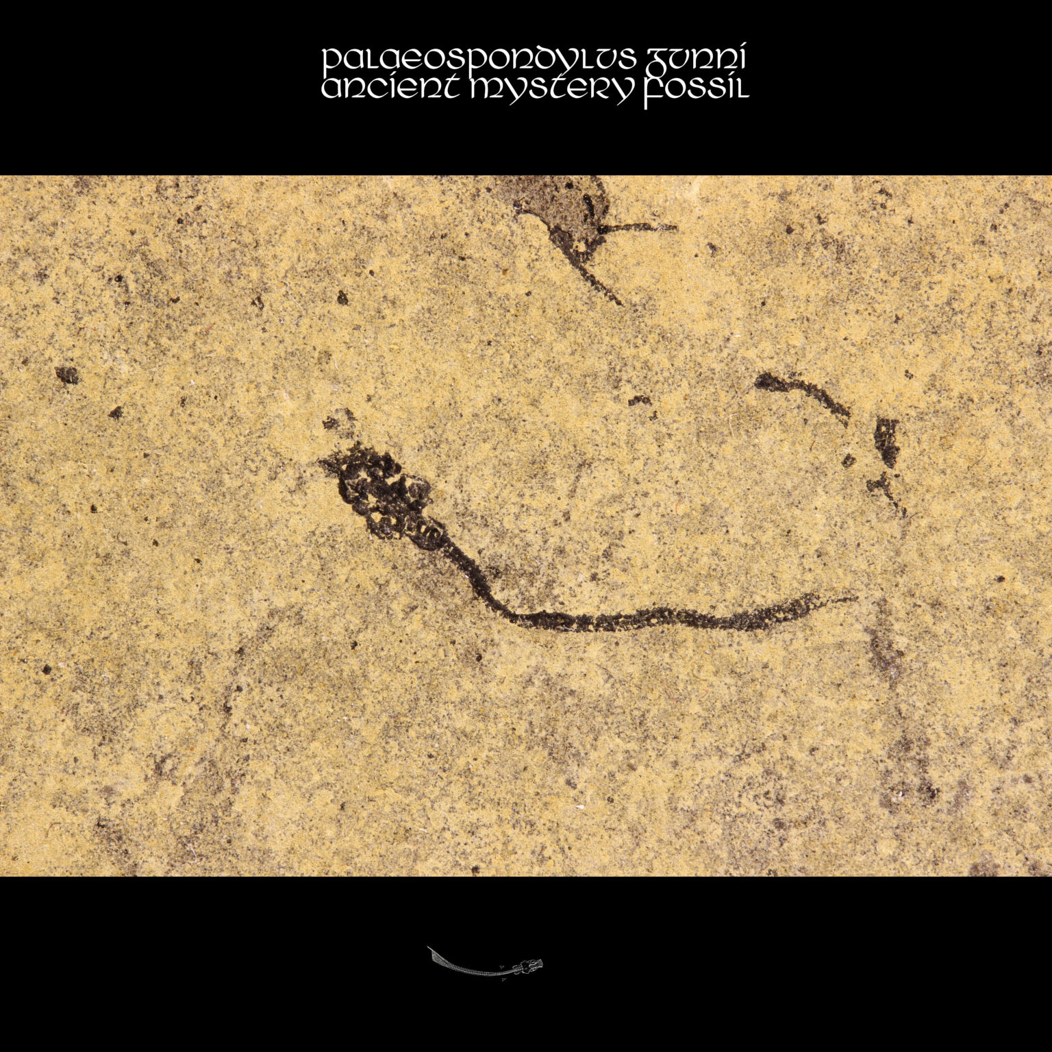 Palaeospondylus gunni scottish devonian fossil