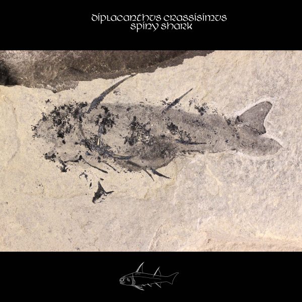 Diplacanthidae Diplacanthus crassisimus Devonian Fossil Shark