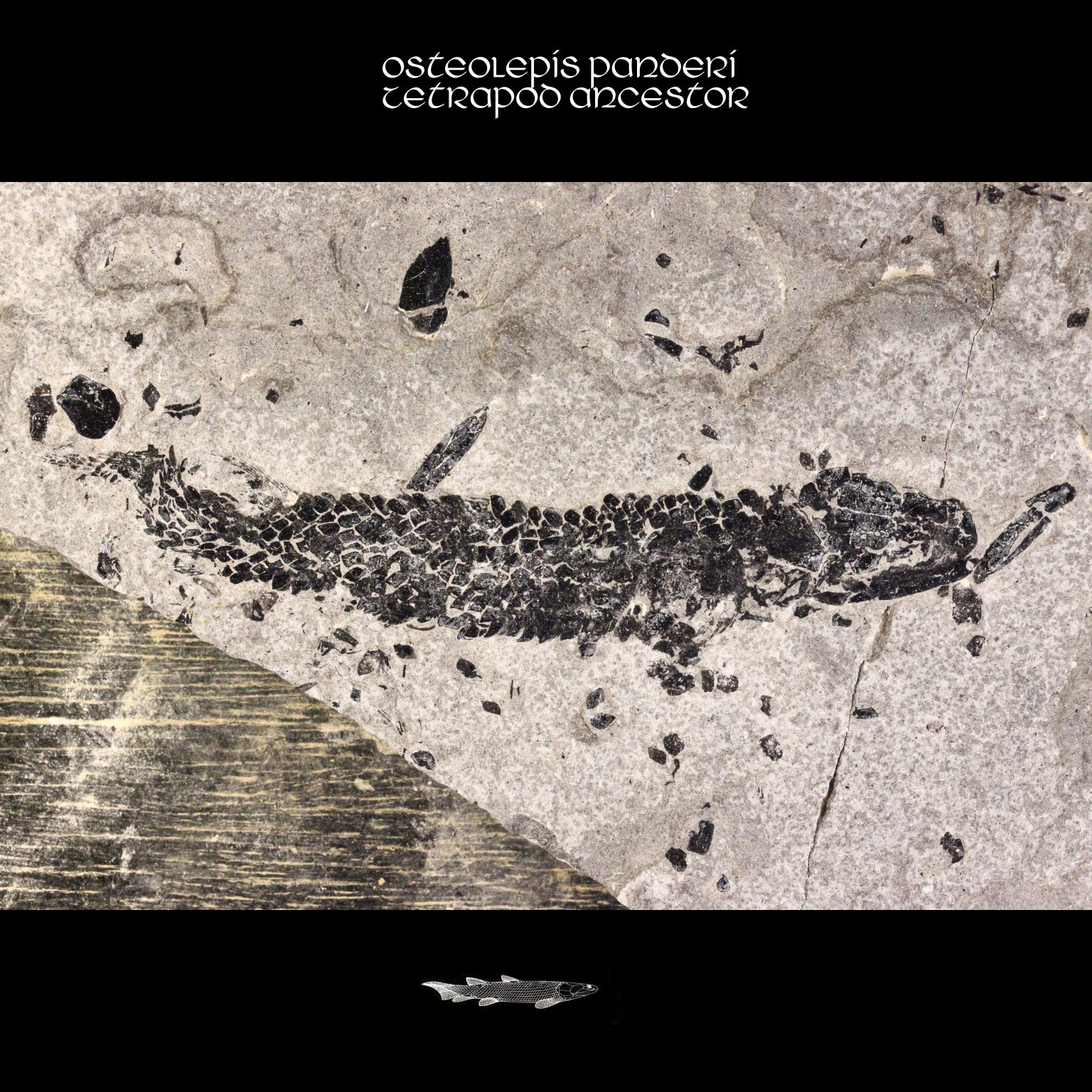 Scottish Osteolepiformes Osteolepis panderi Fossil Fish Ancestor