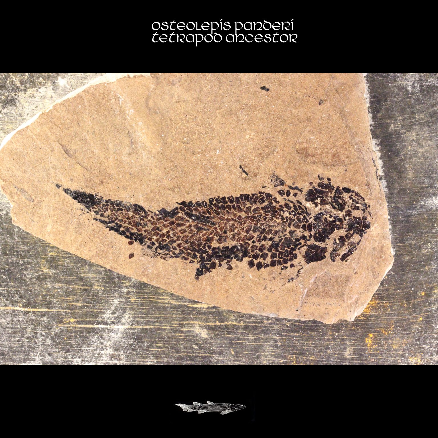 Osteolepidae Fossil Tetrapodomorpha Osteolepis Panderi Fish Ancestor