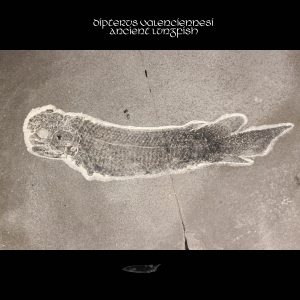 Dipterus valenciennesi Ancient Lungfish 1