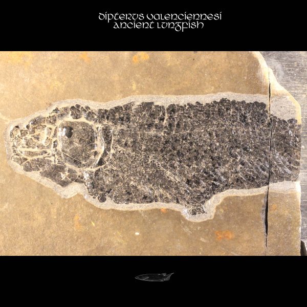 Dipterus valenciennesi Ancient Lungfish