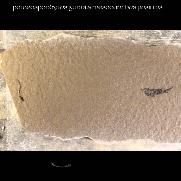 Palaeospondylus gunni & mesacanthus pusillus