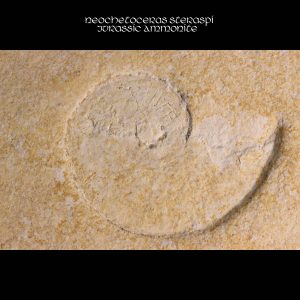 Neochetoceras steraspis Jurassic Ammonite
