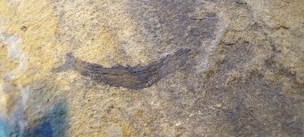 birkenia elegans scottish fish fossil