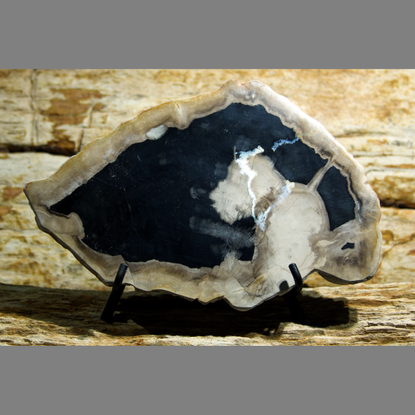 Petrified wood 1