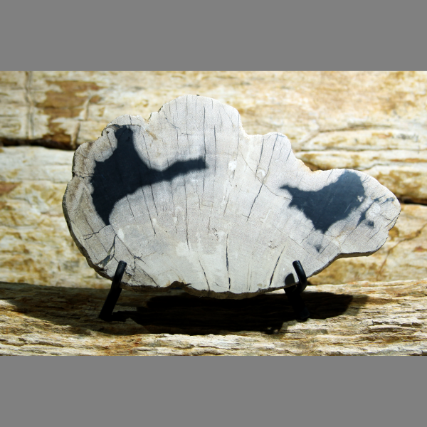 Petrified wood indonesia