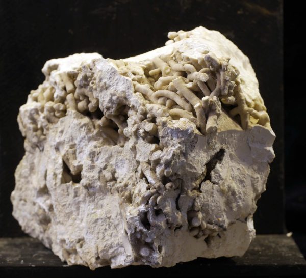 fossil coral palaeocene Denmark
