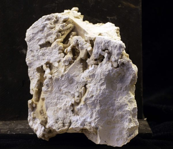 fossil coral palaeocene Denmark