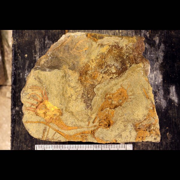 carpoid echinoderm fossil ordovician
