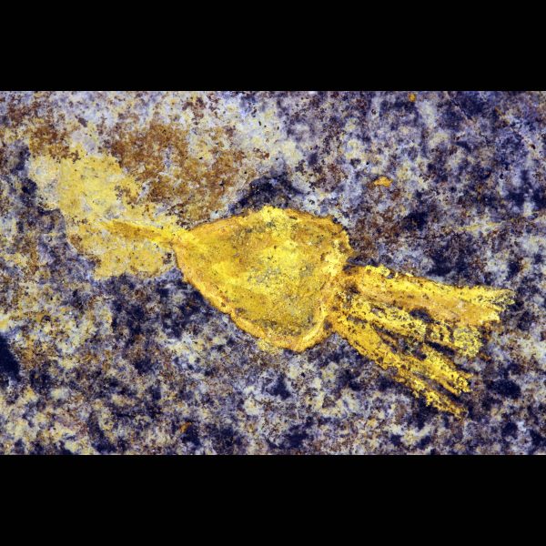carpoid echinoderm fossil ordovician