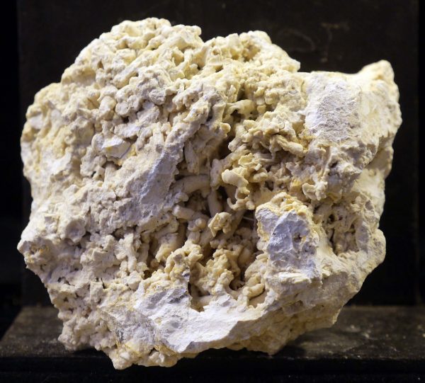 coral fossil