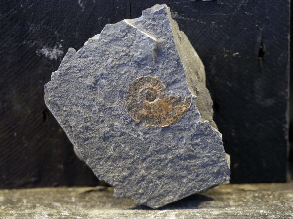 harpoceras ammonite german Jurassic