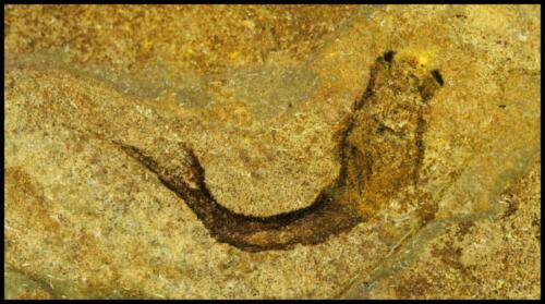 Lanarkia Fossils