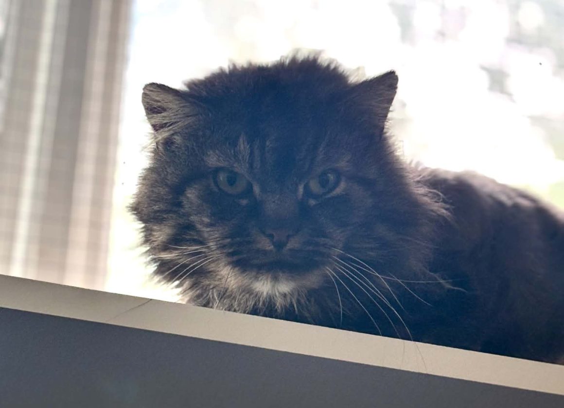 Bilbo